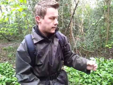 how to plant wild garlic