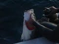 spearfishing for striper
