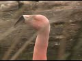 El Lugar de las Aves