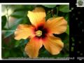 jaffna song
