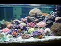 aquario marinho claudio 