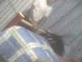 videos de madriza al cristian 2da parte