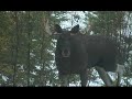 Härjedalen, bullmoose with 12 spike antlers Härjedalen, bullmoose with 12 spike antlers