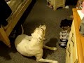 Dog sings with harmonica part 2