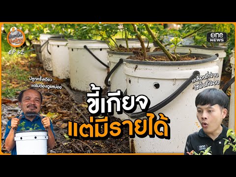 ปลูกต้นแบบขี้เกียจ รดน้ำอาทิตย์ละครั้ง แต่สร้างรายได้ | นับหนึ่งถึงล้าน |