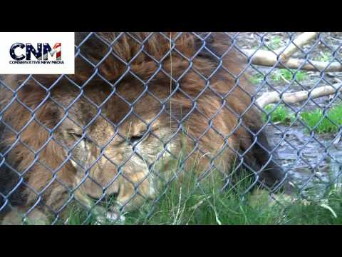 LION TEETH