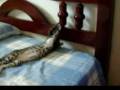videos de Gatos da Lena