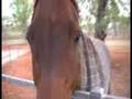 videos de Dusty & Jarrah & Izzy's first ride 08