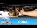 A must see dog rescue: Cora. Please share and help this video go viral.