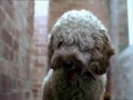Chien glissant Chien glissant