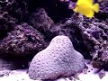 addicted to reef tanks