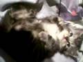 videos de Bitonio