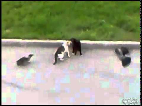 Animal Fights