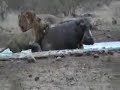 hipopótamo atacado por leones