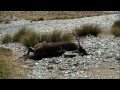 Click here to watch this video Wild and free range central Otago stag, March 2012