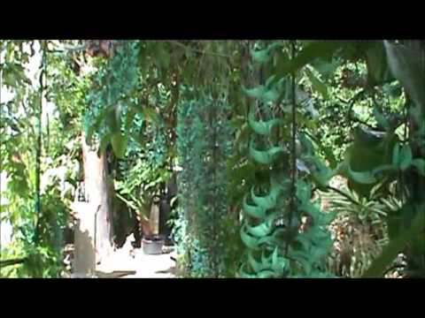 how to plant jade vine