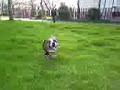 tayson ke corre ne parco de simone.. tayson ke corre ne parco de simone..