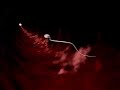 sperm