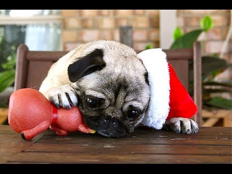 Christmas - It's that time of year, so to kick off the fun season, here's a bunch of fun lovin' Christmas Pugs! They're here to bring the happy. Subscribe for more! htt...
