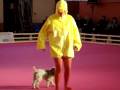 videos de Dog dancing- Duck dancing :-)