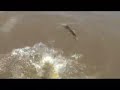 Dorado Fishing In The Brazilian Pantanal