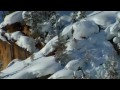 Hunting Yeti Ski Trailer