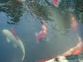 Koi | ?