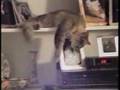 comedy5 afv comedy