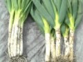 Pupuk Hayati Biofertilizer Tiens Feng Shou