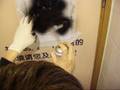 videos de Stencil in MCdonalds