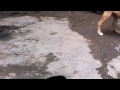 GATO PELEA CON PERRO