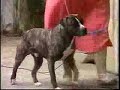pit bull snacks on police officer
