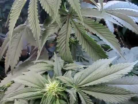 how to grow purple mr nice guy