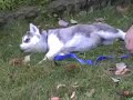 Huskey puppy's first outing