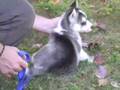 Huskey puppy's first outing