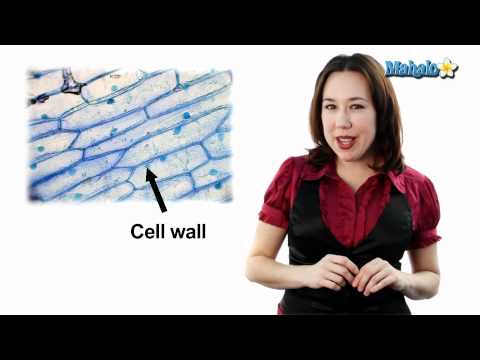 Learn Biology: Cells—Eukaryotic Cells and Animal Cells vs. Plant Cells