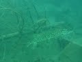 brochet