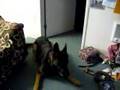 My  German Shep Going Crazy!