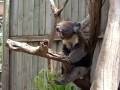 growling koala