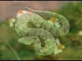 Nature Of Amami-PV2004