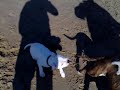 staffordshire bull terrier vs pit bull staffordshire bull terrier vs pit bull