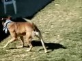 *URGENT* Shelter Dog Peterson