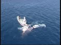 Japanese Whalers to Target Endangered Humpbacks
