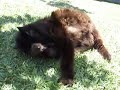Cleaning Push