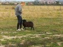 bloutee mouton