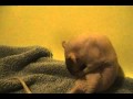 Smidgen the hairless rat takes a bath