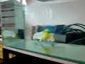 fish robot - AI Lab UZH