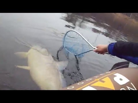 Wisconsin - http://youtu.be/eZH3IwLK3Pg (Fish was released of course!) http://stores.ebay.com/Lyubakas-Baits http://www.amazon.com/shops/lyubaka We managed to boat that ...