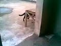 Jiraya, o primeiro gato \"vida loka\" da hist�ria In Memory
