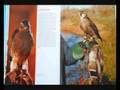 videos de Falconeria 2000